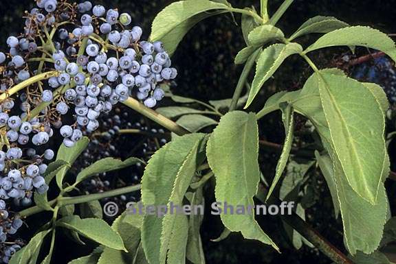 sambucus nigra ssp caerulea 7 graphic